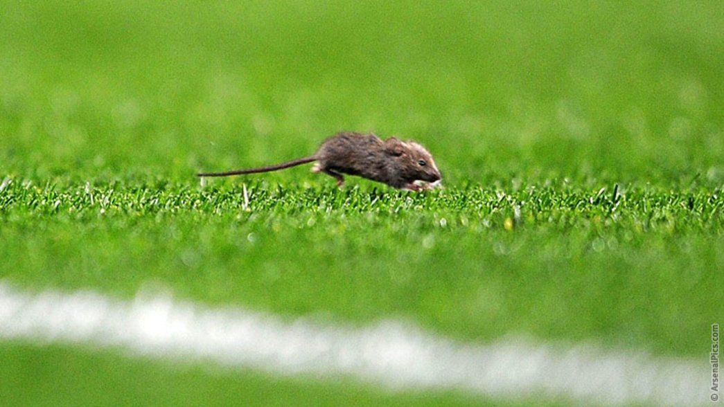 Animals at football - Mouse at Manchester United v Arsenal