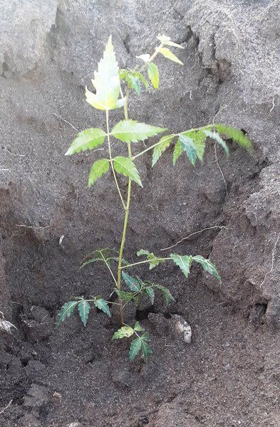 A sapling planted and ready to be watered in