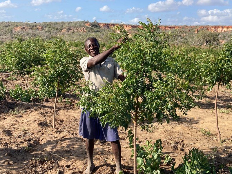 Morris poses with one of our one-year-old neem tree