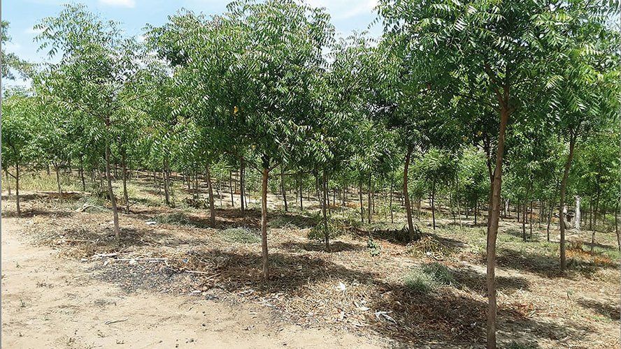 Sustainability Arsenal Forest trees growing