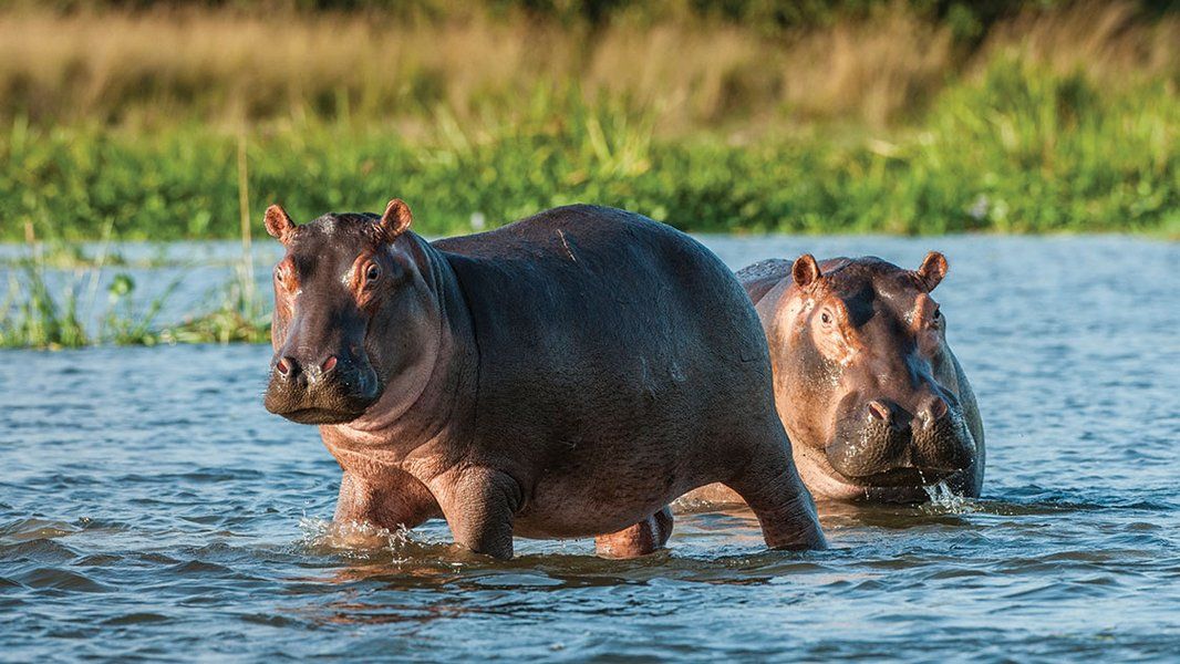 Sustainability Forest hippos