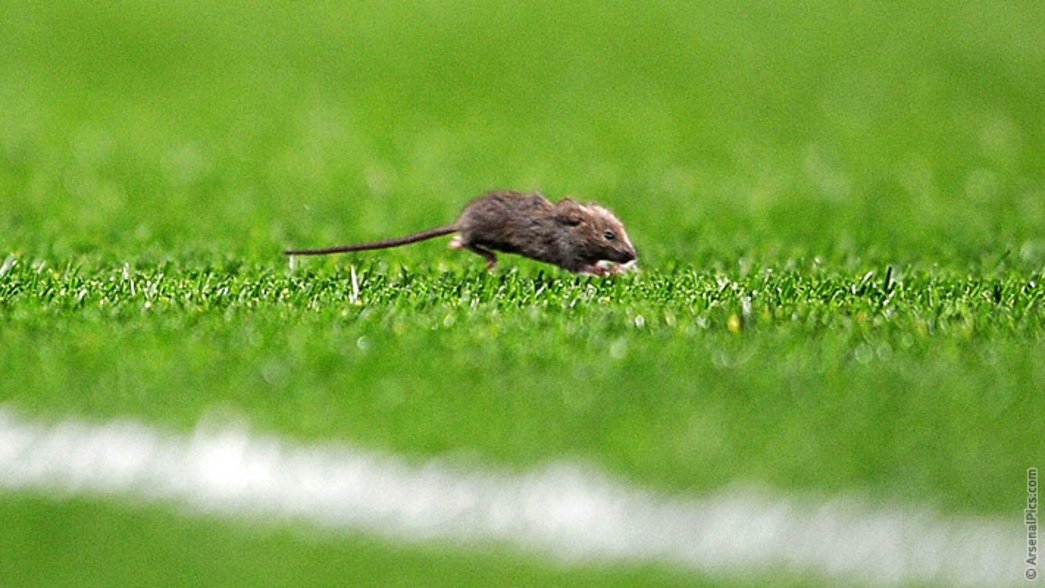Animals at football - Mouse at Manchester United v Arsenal