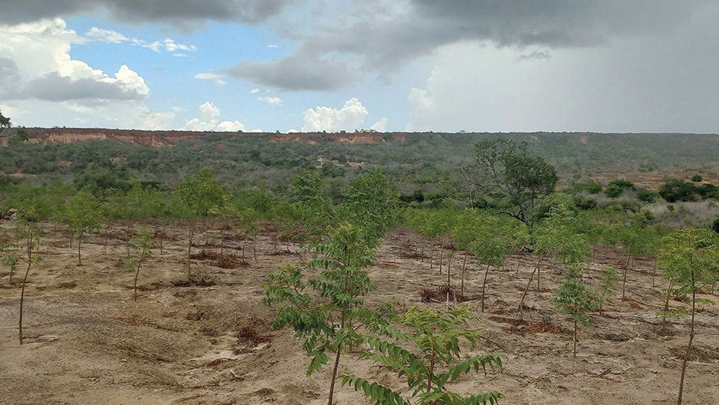 Sustainability Forest Big Rain